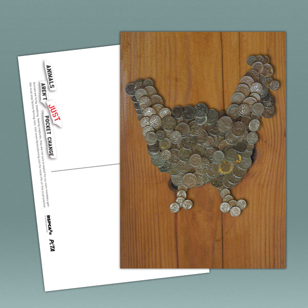 Chicken Postcard